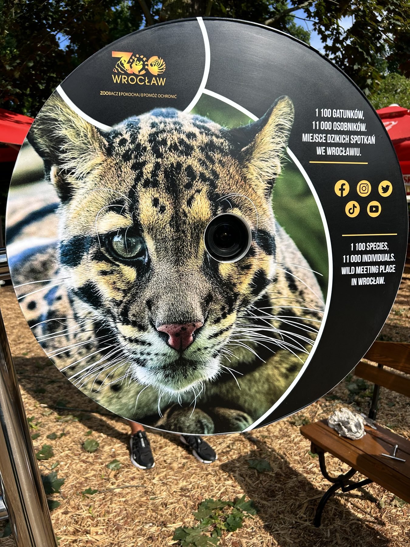 ZOO Wrocław branded Look@ disc with a clouded leopard motif